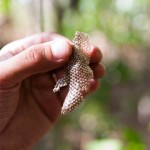 The peeled off skin from a snake.