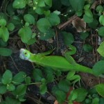 One of thousands of lizards here